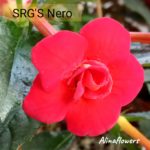 Ахименес "SRG's Nero"