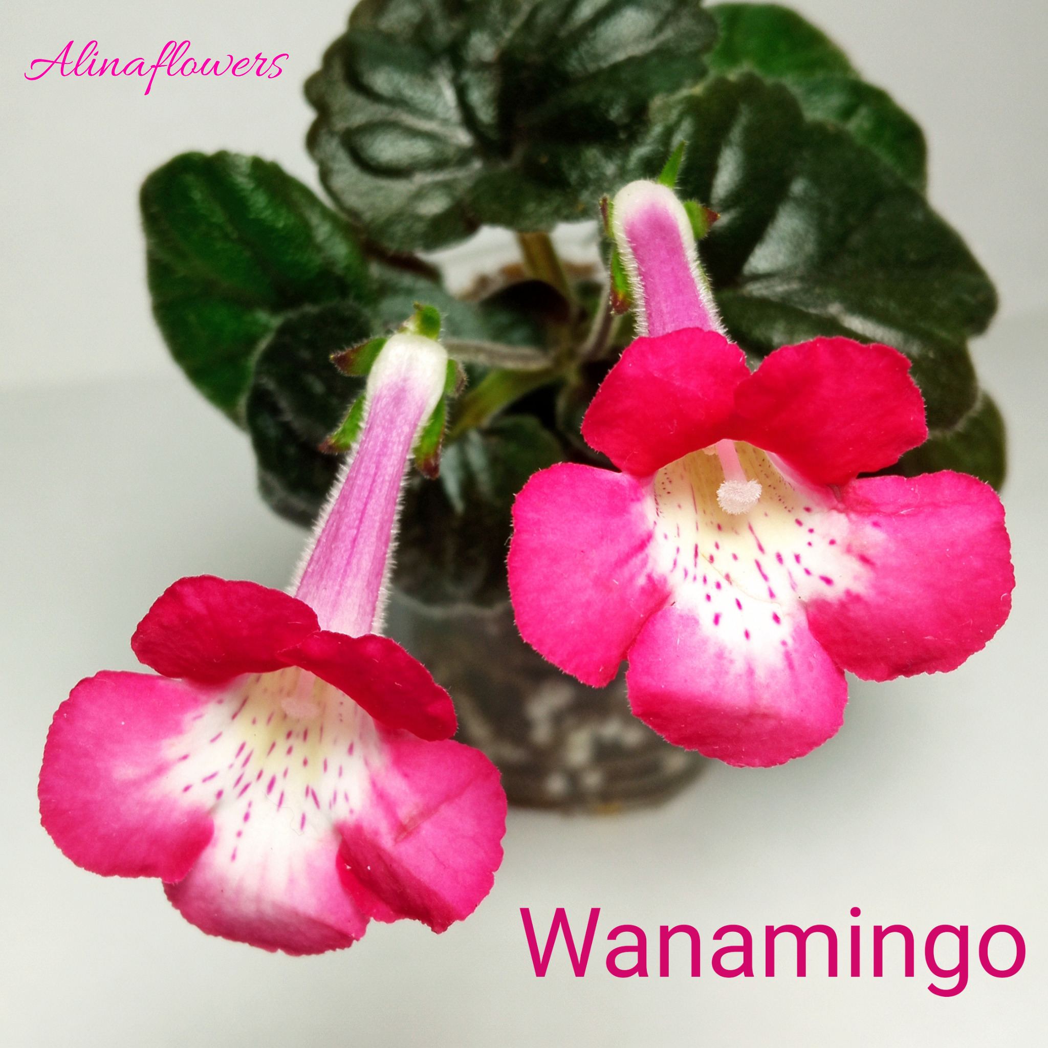 Мини синнингия Wanamingo