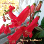 Смитианта "Sassy Redhead"