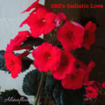 Ахименанта "SRG's Sadistic Love"