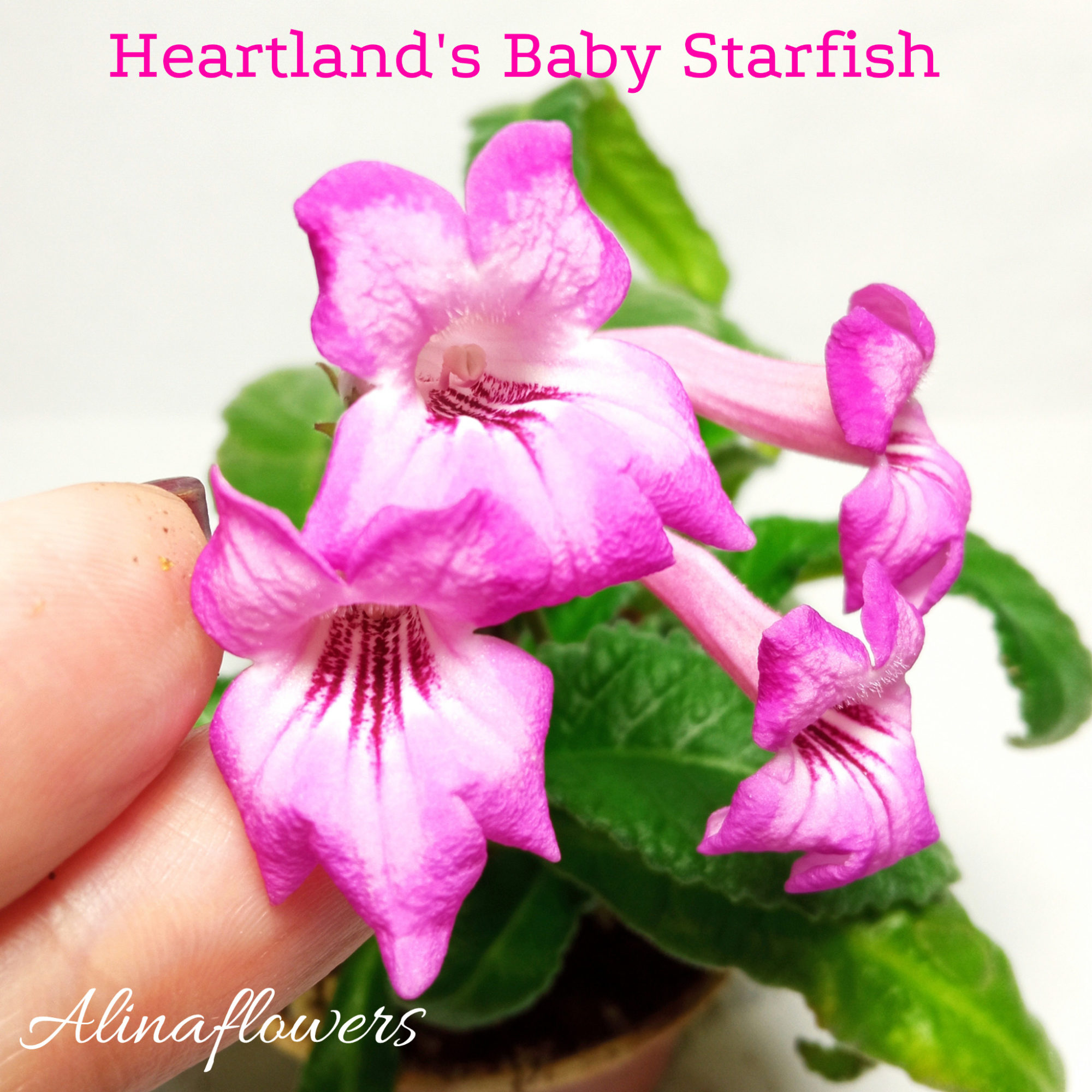 Мини стрептокарпус Heartland’s Baby Starfish