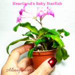Мини стрептокарпус Heartland’s Baby Starfish