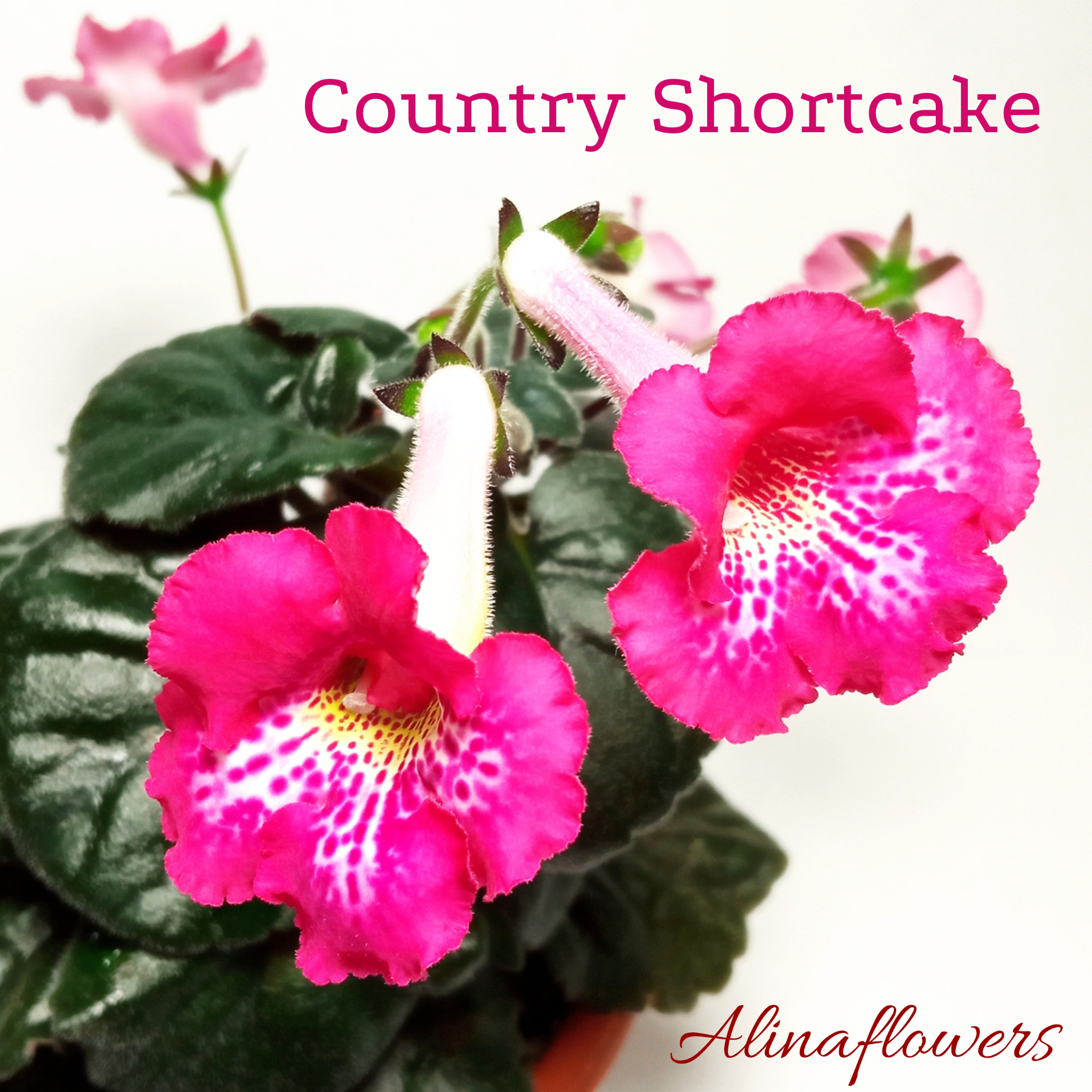 Мини синнингия "Country Shortcake"