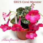 Мини синнингия "SRG's Coral Monster"