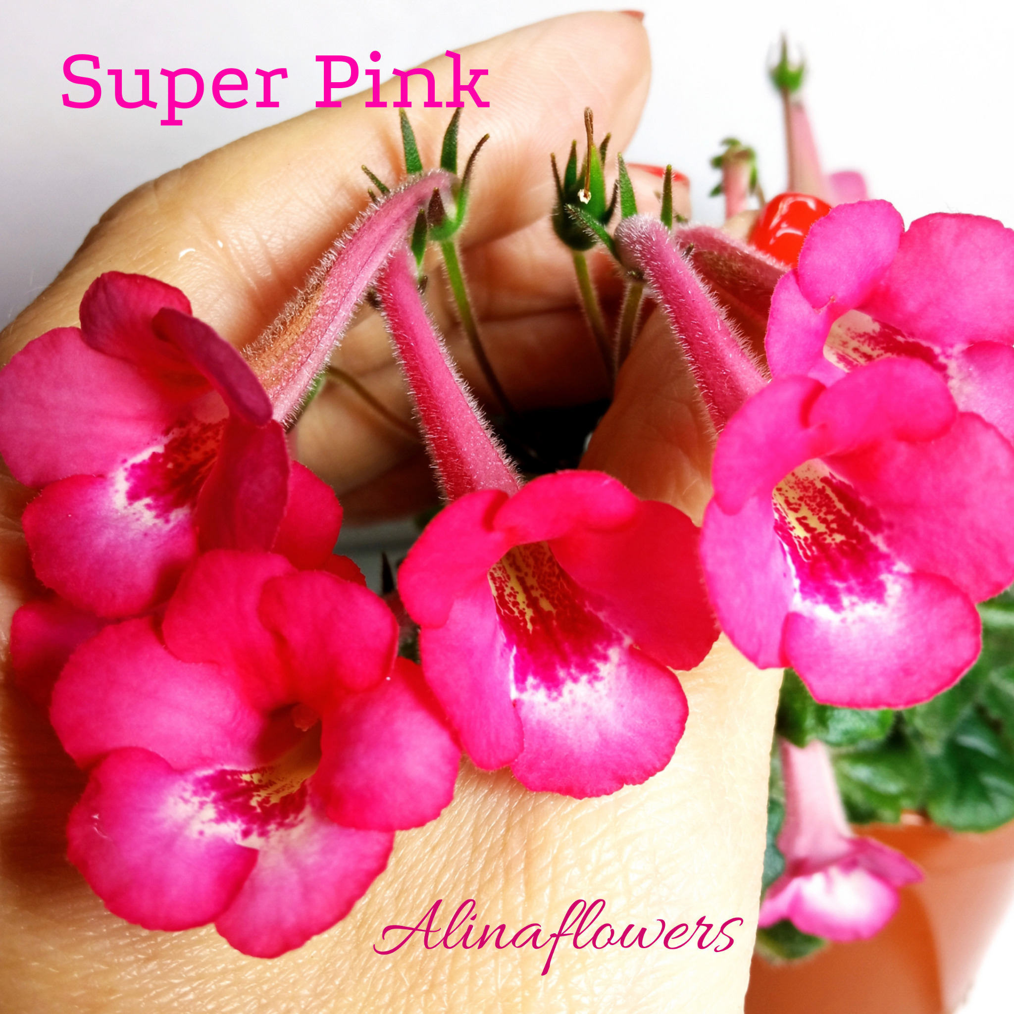 Мини синнингия "Super Pink"