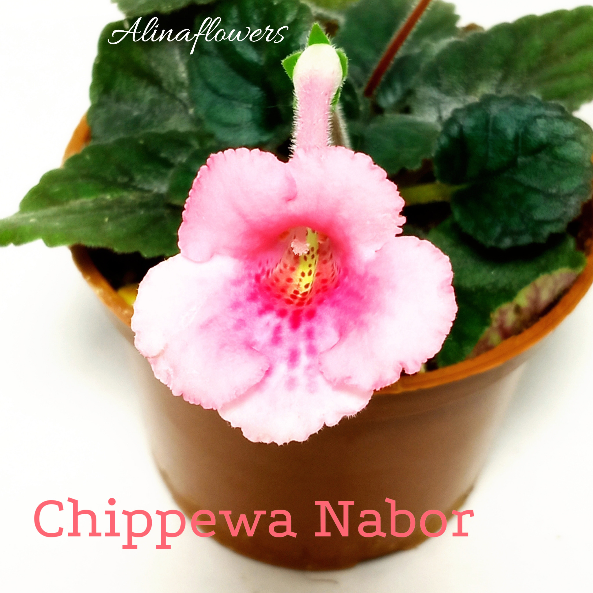 Мини синнингия "Chippewa Nabor"