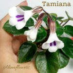 Primulina tamiana