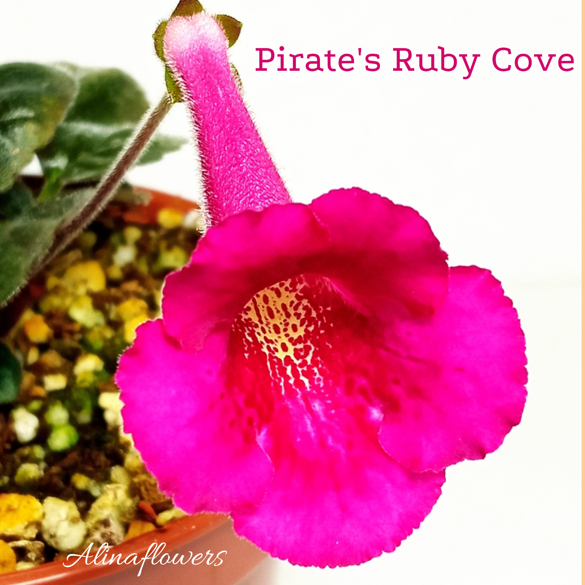 Мини синнингия "Pirate's Ruby Cove"