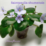 Фиалка Saintpaulia shumensis