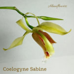Орхидея Coelogyne sabine