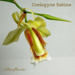 Орхидея Coelogyne sabine