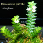 Орхидея Microsaccus griffithii