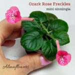 Мини синнингия "Ozark Rose Freckles"