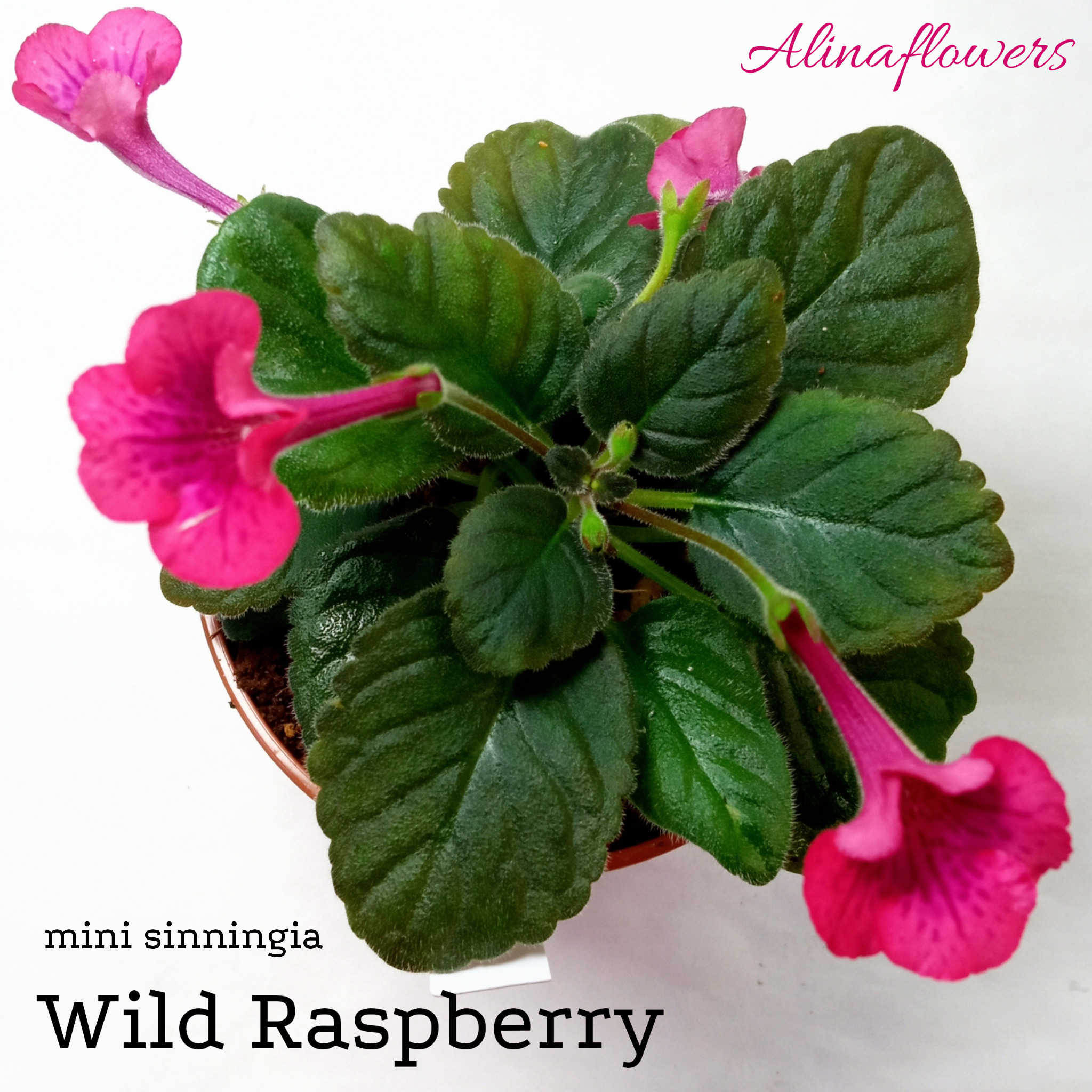 Мини синнингия Wild Raspberry