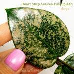 Hoya carnosa "Heart Shap Leaves Full Splash"