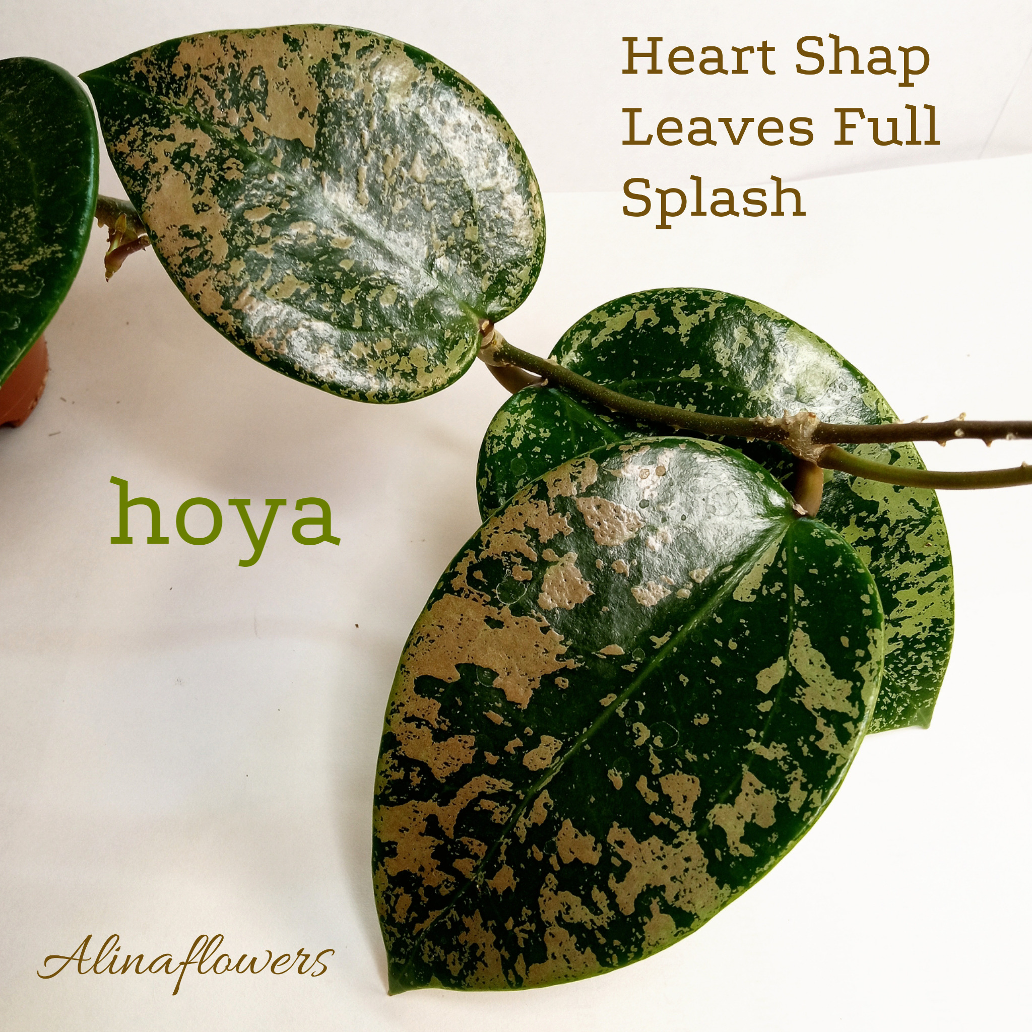 Hoya carnosa "Heart Shap Leaves Full Splash"