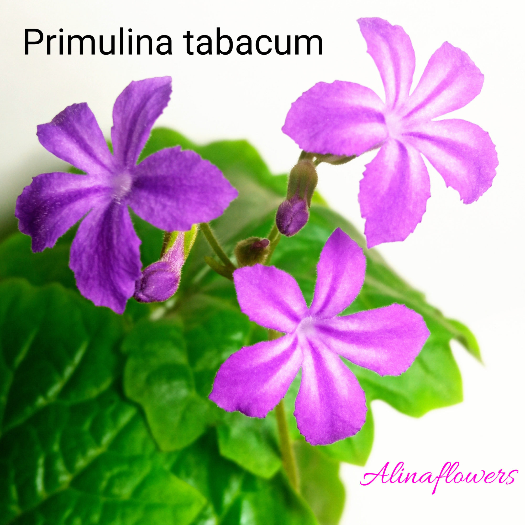 Primulina tabacum