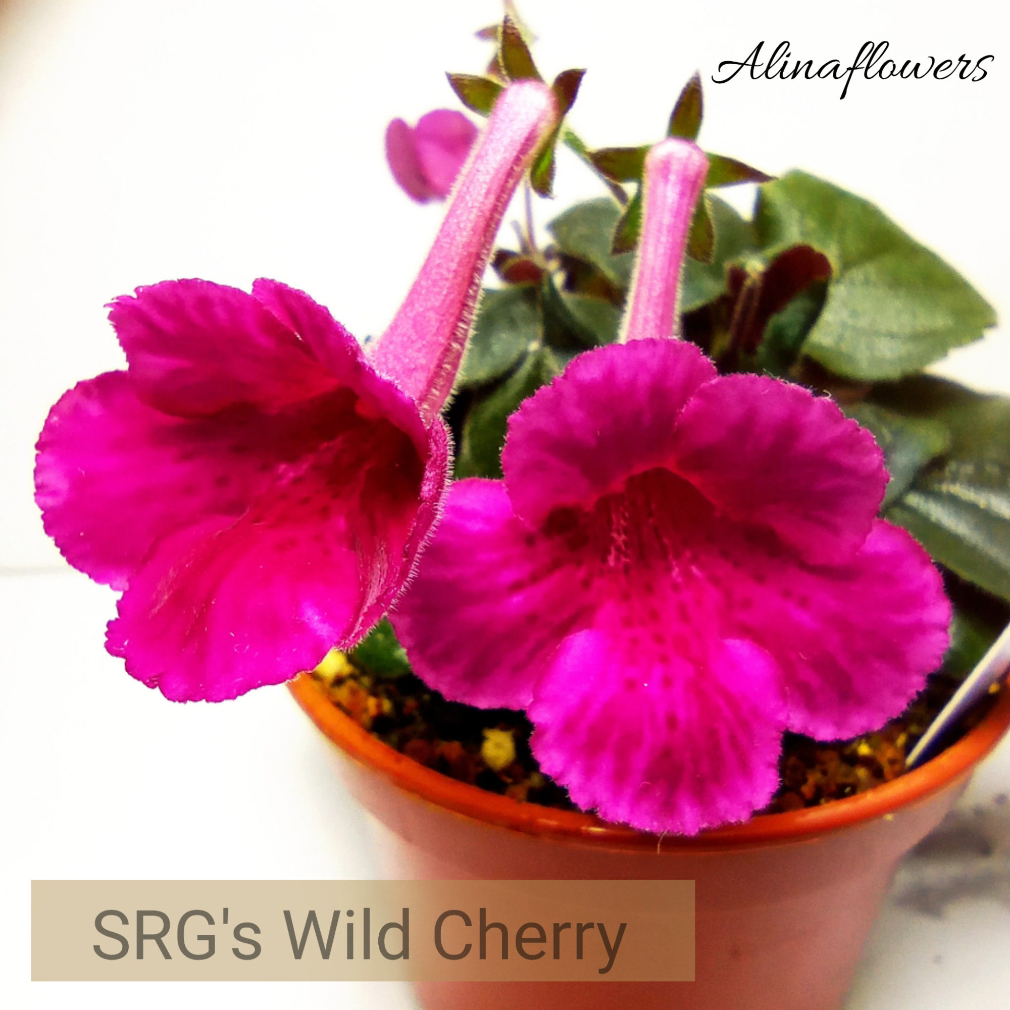 Мини синнингия SRG's Wild Cherry