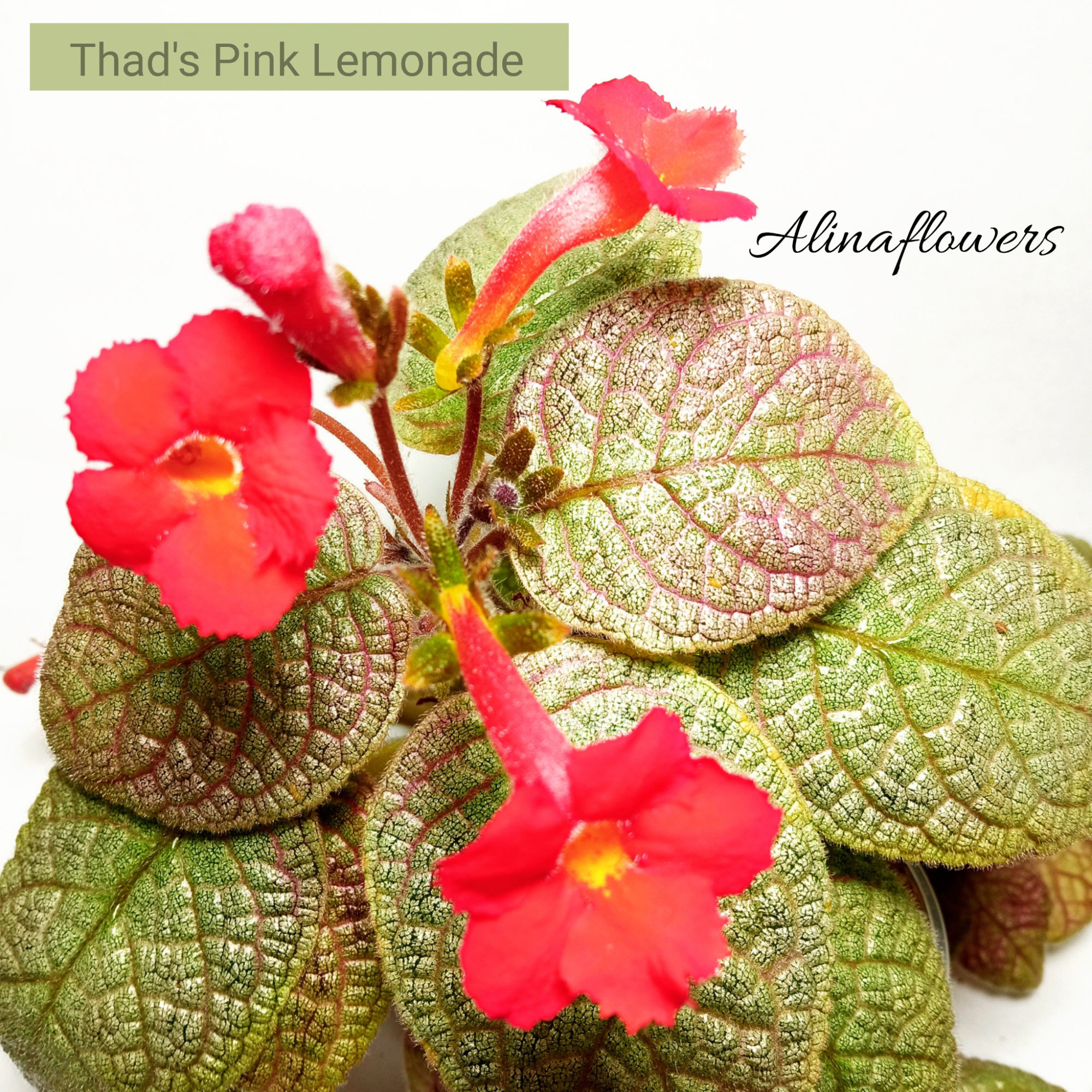 Эписция "Thad's Pink Lemonade"