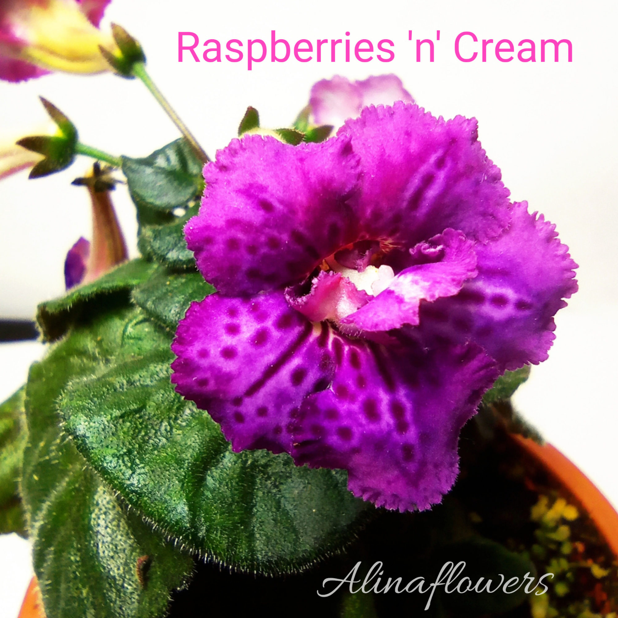 Мини синнингия "Raspberries 'n' Cream"