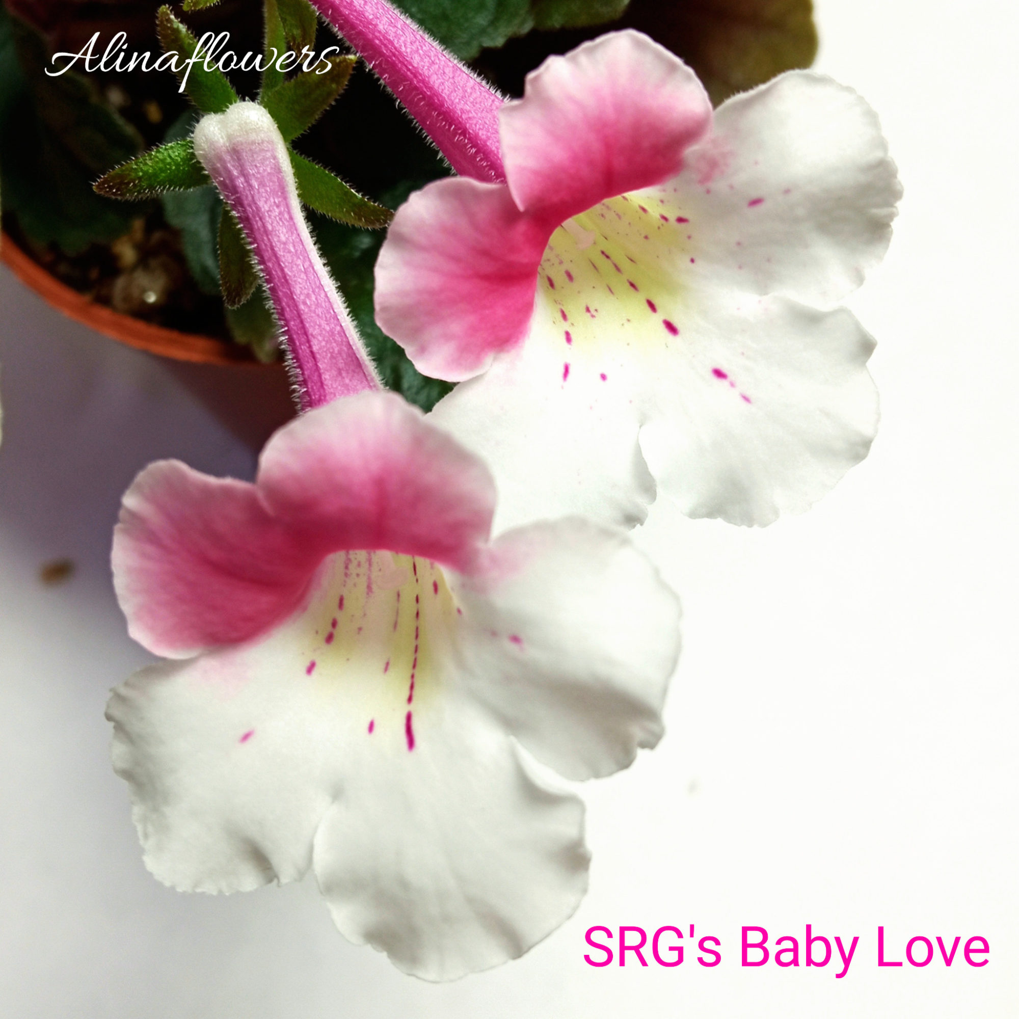 Мини синнингия "SRG's Baby Love"